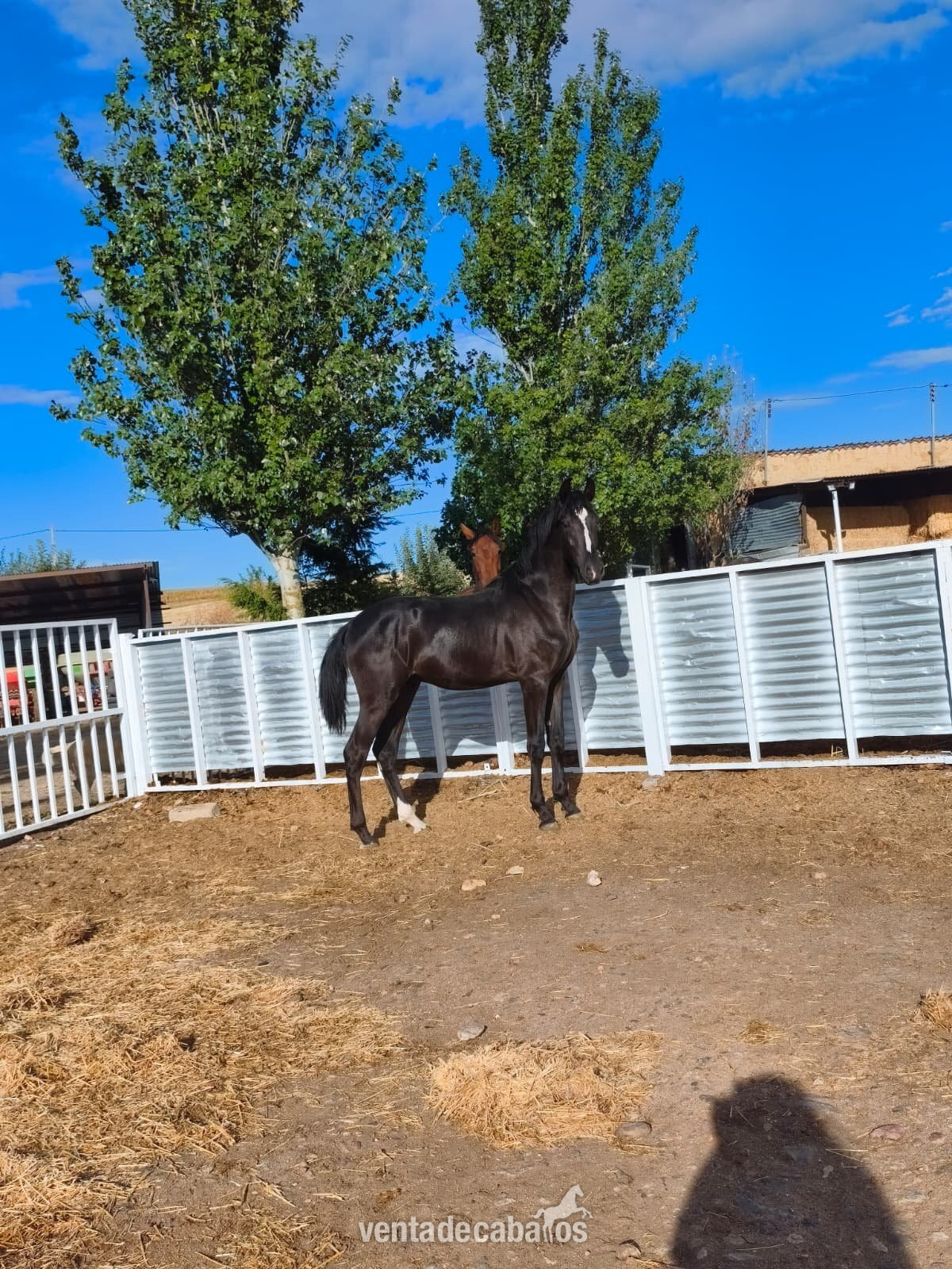 POTRO CARETO NEGRO HISPANO ARABE X PRE - Potros