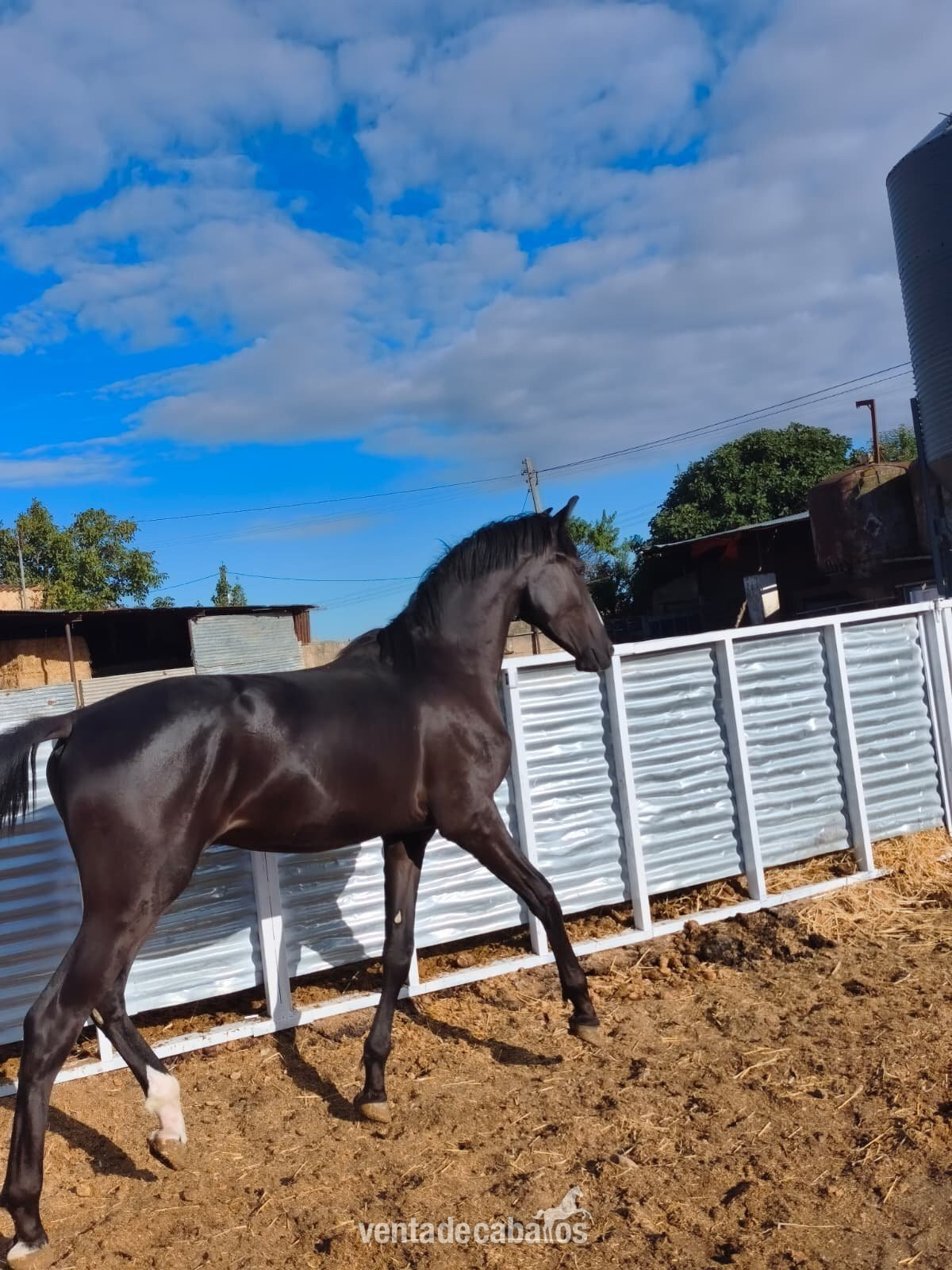 POTRO CARETO NEGRO HISPANO ARABE X PRE