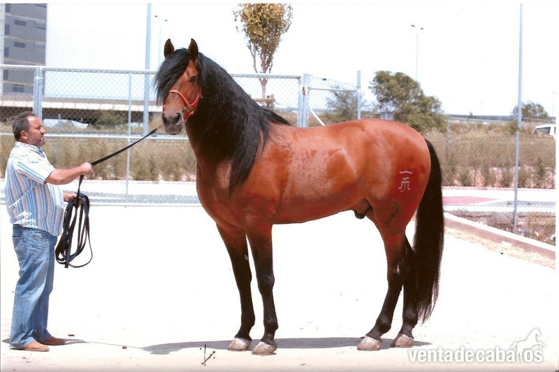 Caballos Pura Raza Española (P.R.E.) Pura Raza Española - semental: ATIZA IV