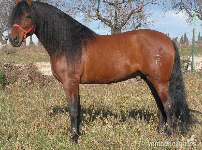 semental: ATIZA IV - Caballos Pura Raza Española (P.R.E.) Pura Raza Española