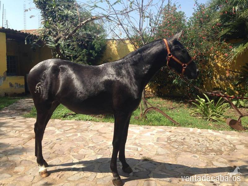gran venta de caballos  in 