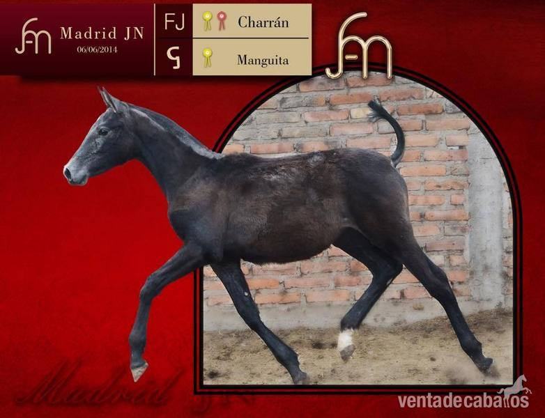 Caballos Pura Raza Española (P.R.E.) Barb español - gran venta de caballos 