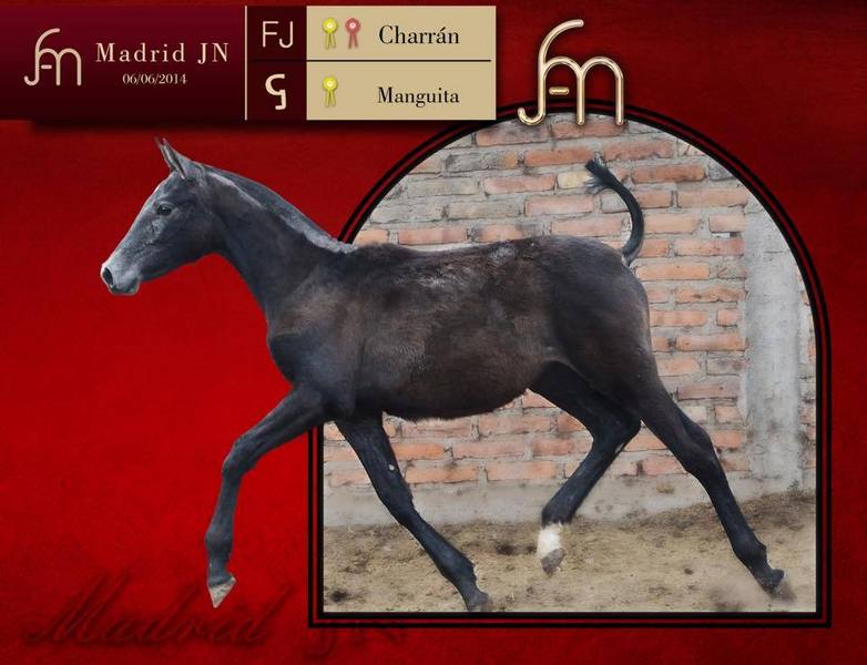 Caballos Pura Raza Española (P.R.E.) Barb español - gran venta de caballos 