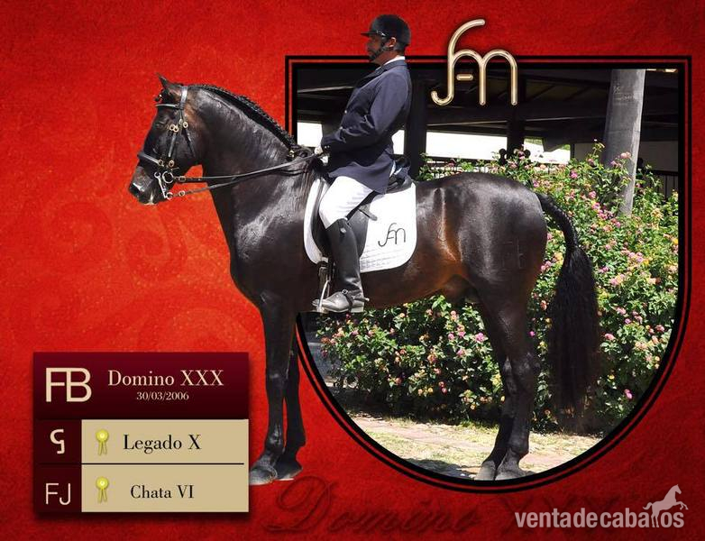 gran venta de caballos  - Caballos Pura Raza Española (P.R.E.) Barb español