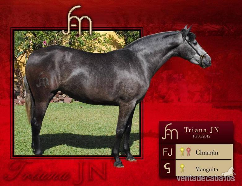 gran venta de caballos  - Barb español