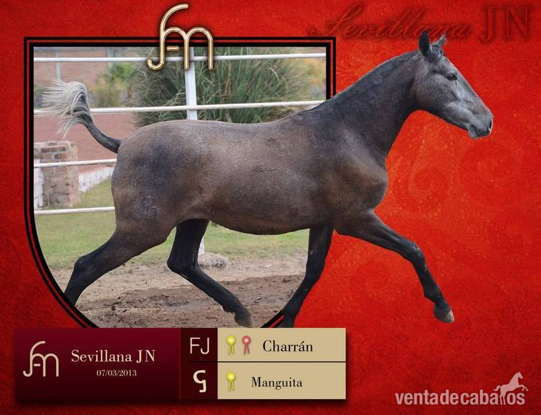 gran venta de caballos  - Caballos Pura Raza Española (P.R.E.)