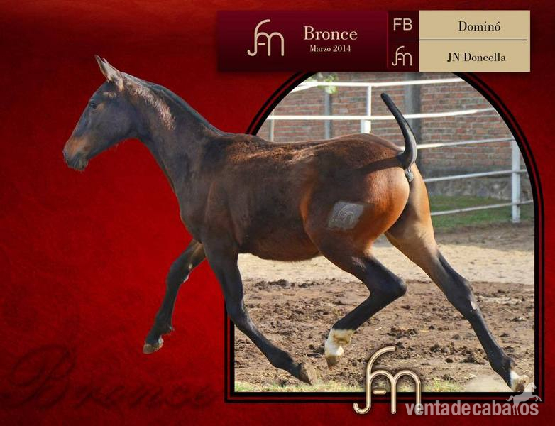 gran venta de caballos 