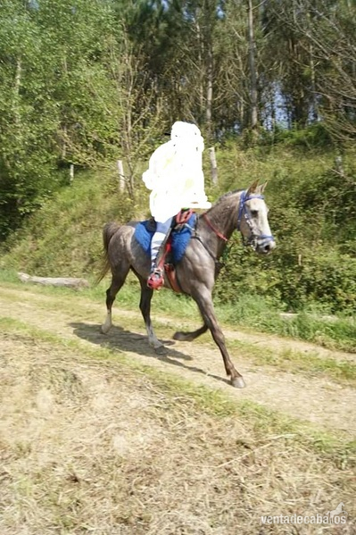 vendo o cambio caballo arabe in 