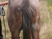 vendo o cambio caballo arabe