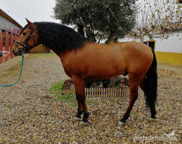 Caballo hispano árabe in 