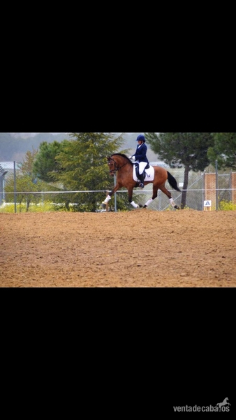 Hispano-Arabe {TYPE}