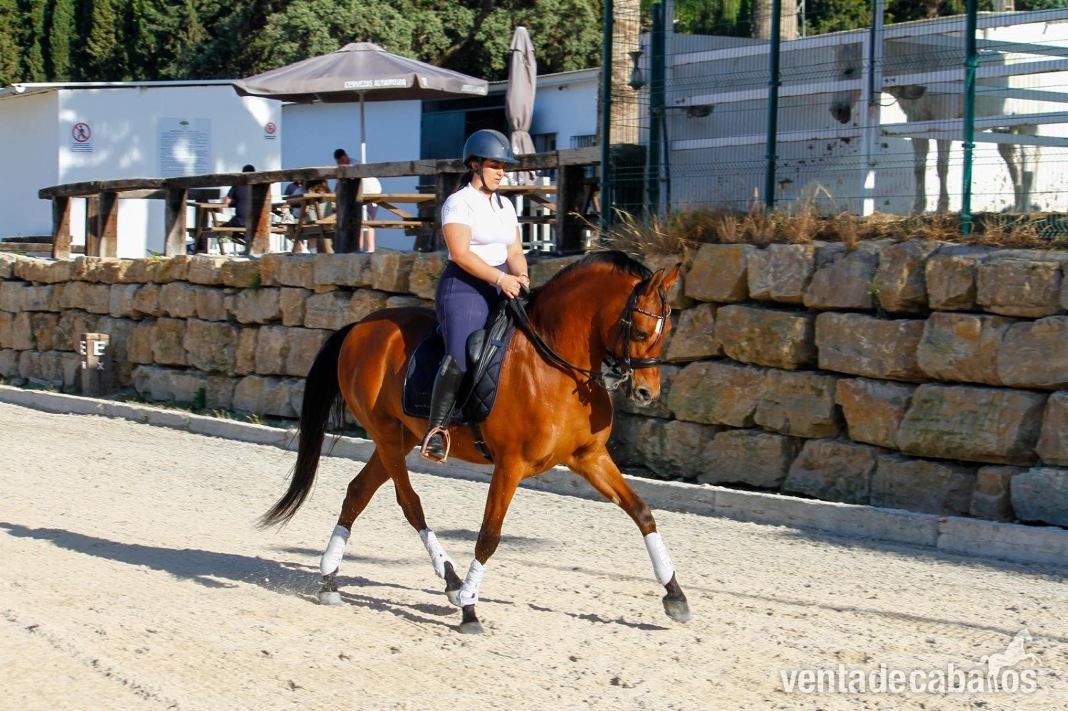 Caballo hispanoárabe castrado in 