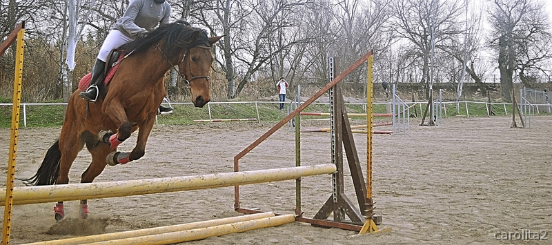 EN VENTA CABALLO DE SALTO in 