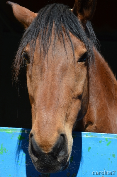 Caballos Capados Cruzado - EN VENTA CABALLO DE SALTO