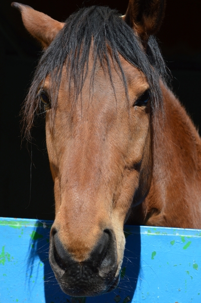 Caballos Capados Cruzado - EN VENTA CABALLO DE SALTO