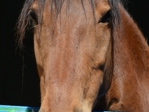EN VENTA CABALLO DE SALTO