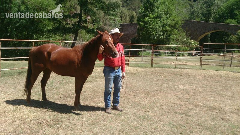 YEGUA QUARTER HORSE LINEAS WORKING COW HORSE in 