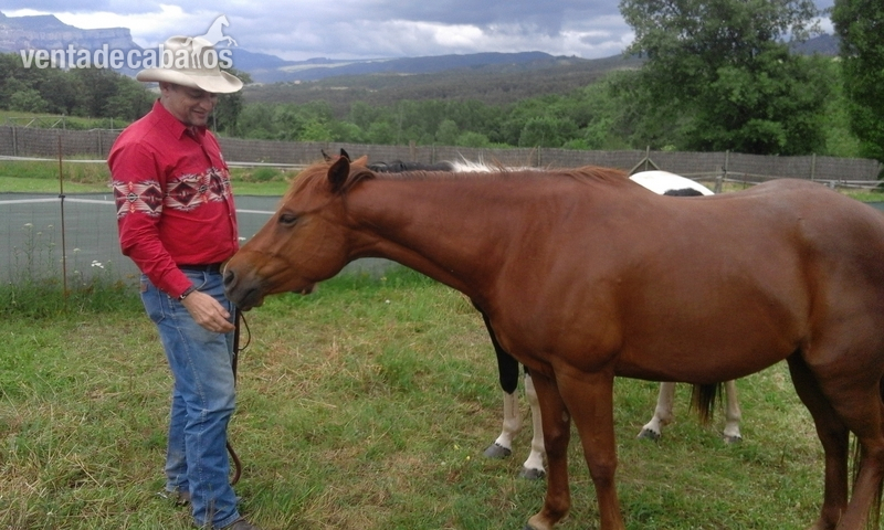 Yeguas Cuarto de Milla Americano - YEGUA QUARTER HORSE LINEAS WORKING COW HORSE