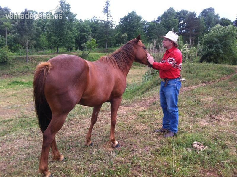 YEGUA QUARTER HORSE LINEAS WORKING COW HORSE - Yeguas Cuarto de Milla Americano