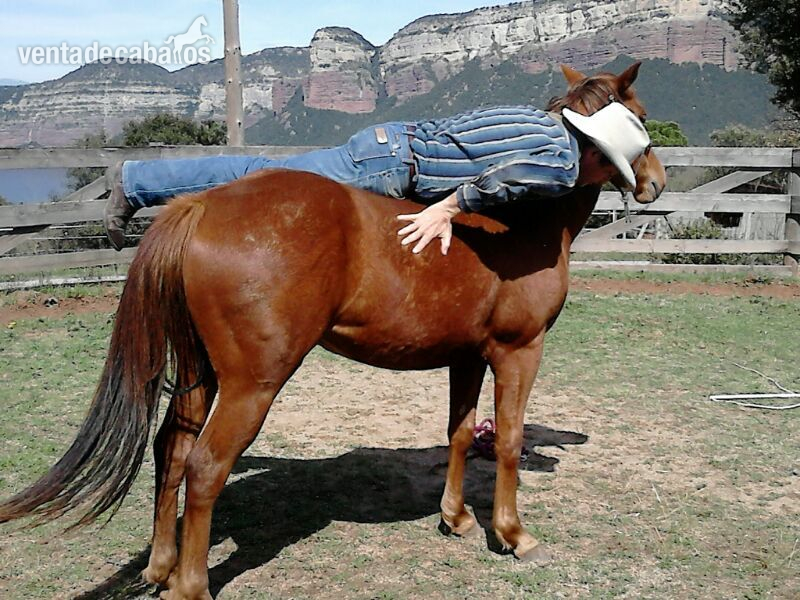 YEGUA QUARTER HORSE LINEAS WORKING COW HORSE - Cuarto de Milla Americano