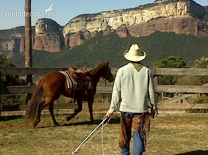 YEGUA QUARTER HORSE LINEAS WORKING COW HORSE - Yeguas