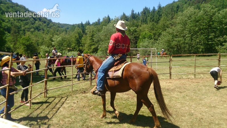 YEGUA QUARTER HORSE LINEAS WORKING COW HORSE