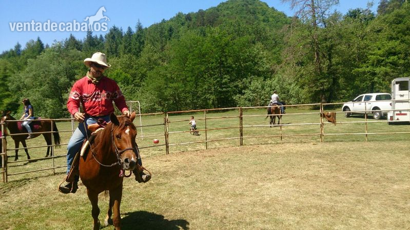  YEGUA QUARTER HORSE LINEAS WORKING COW HORSE