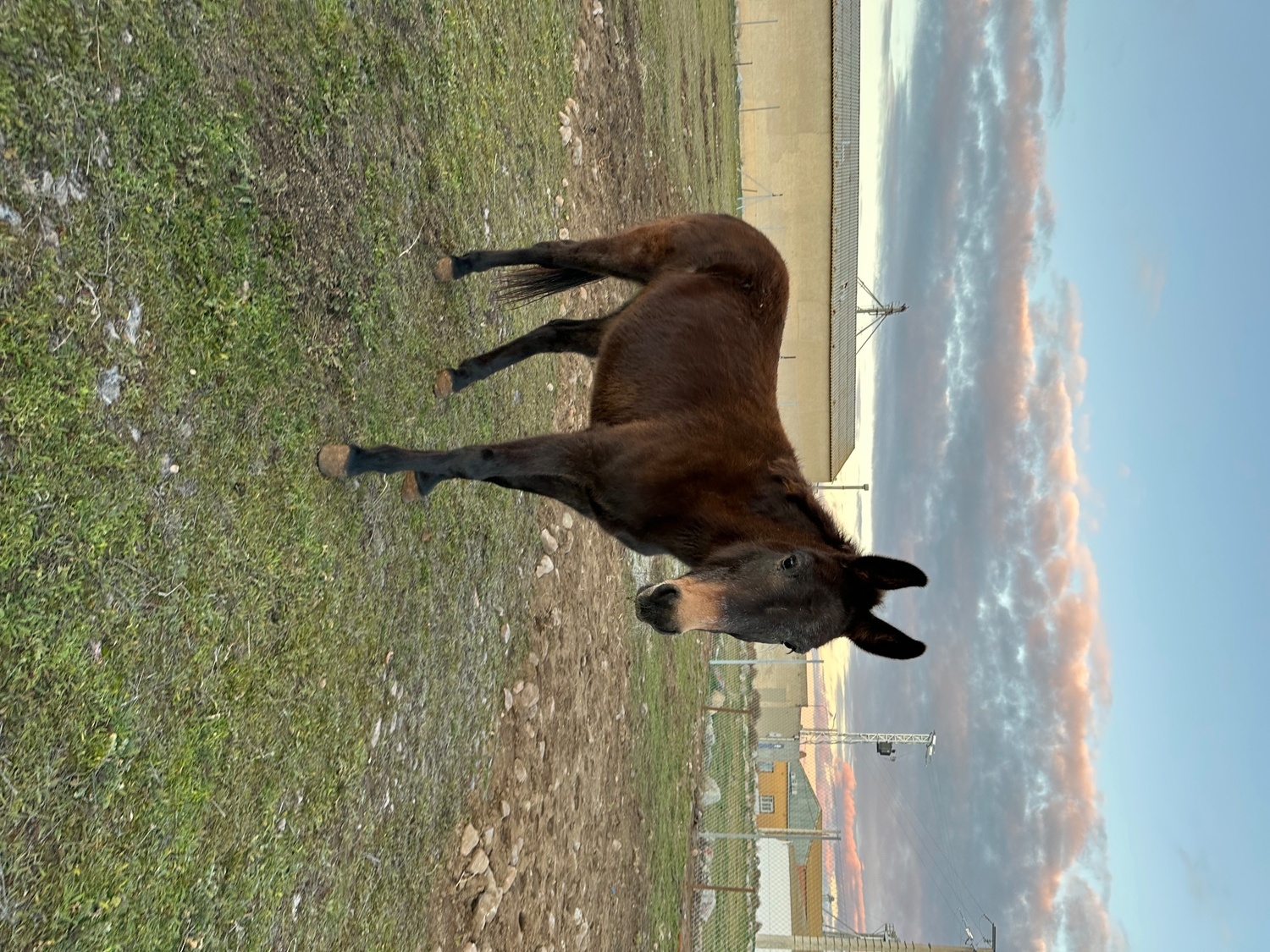 Se vende mula - Burros in 