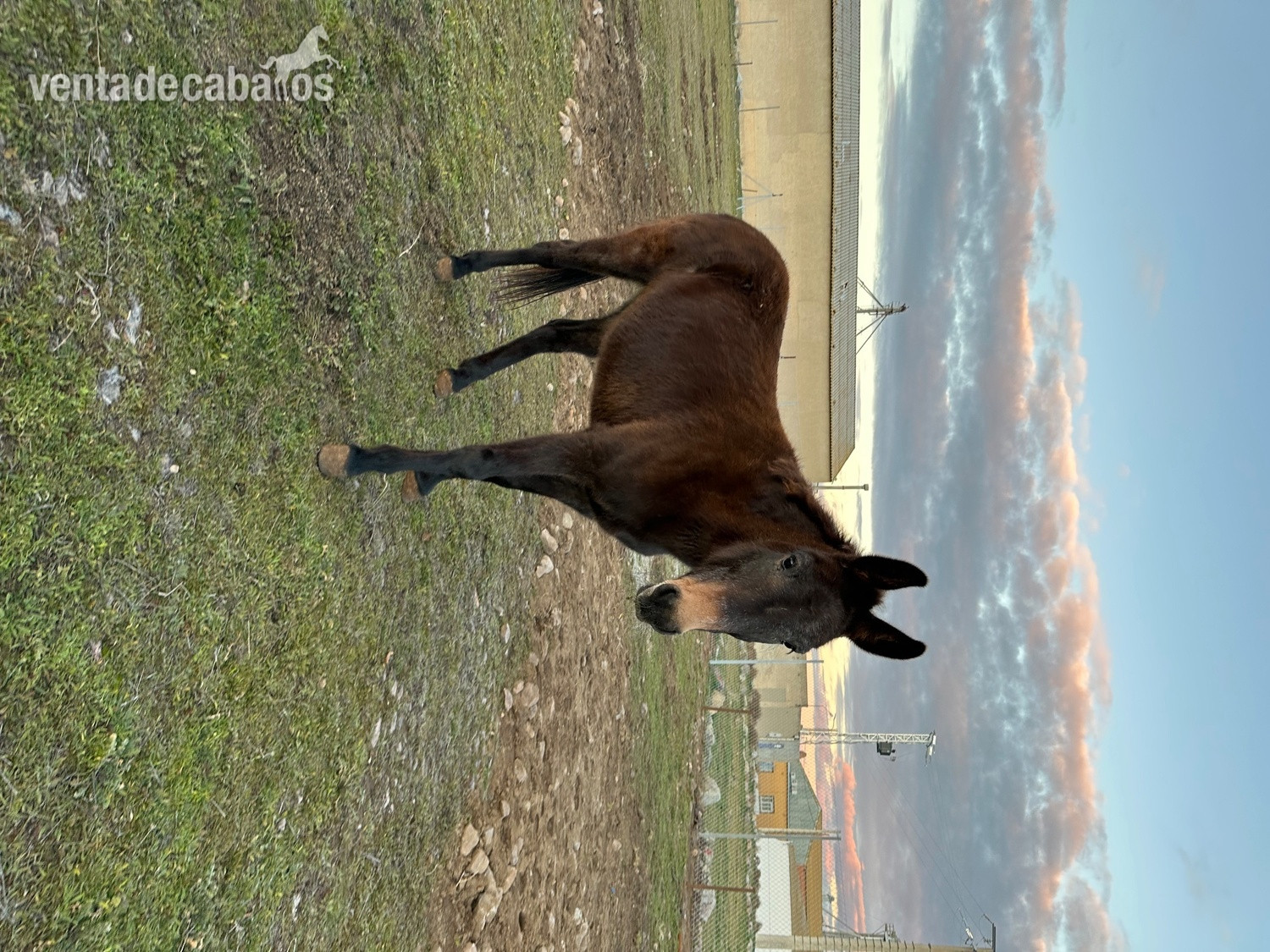 Se vende mula - Burros in 