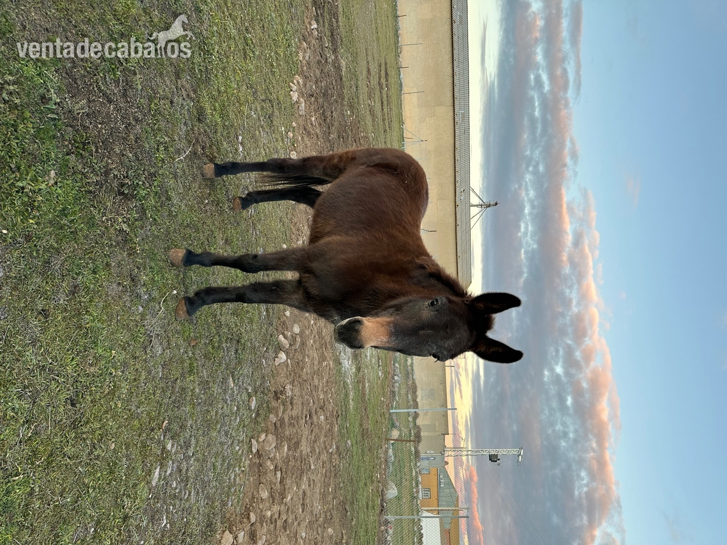 Se vende mula - Burros