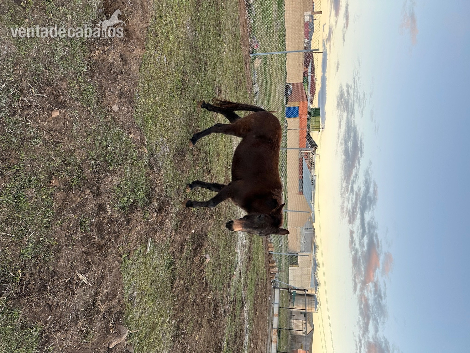 Burros - Se vende mula in 