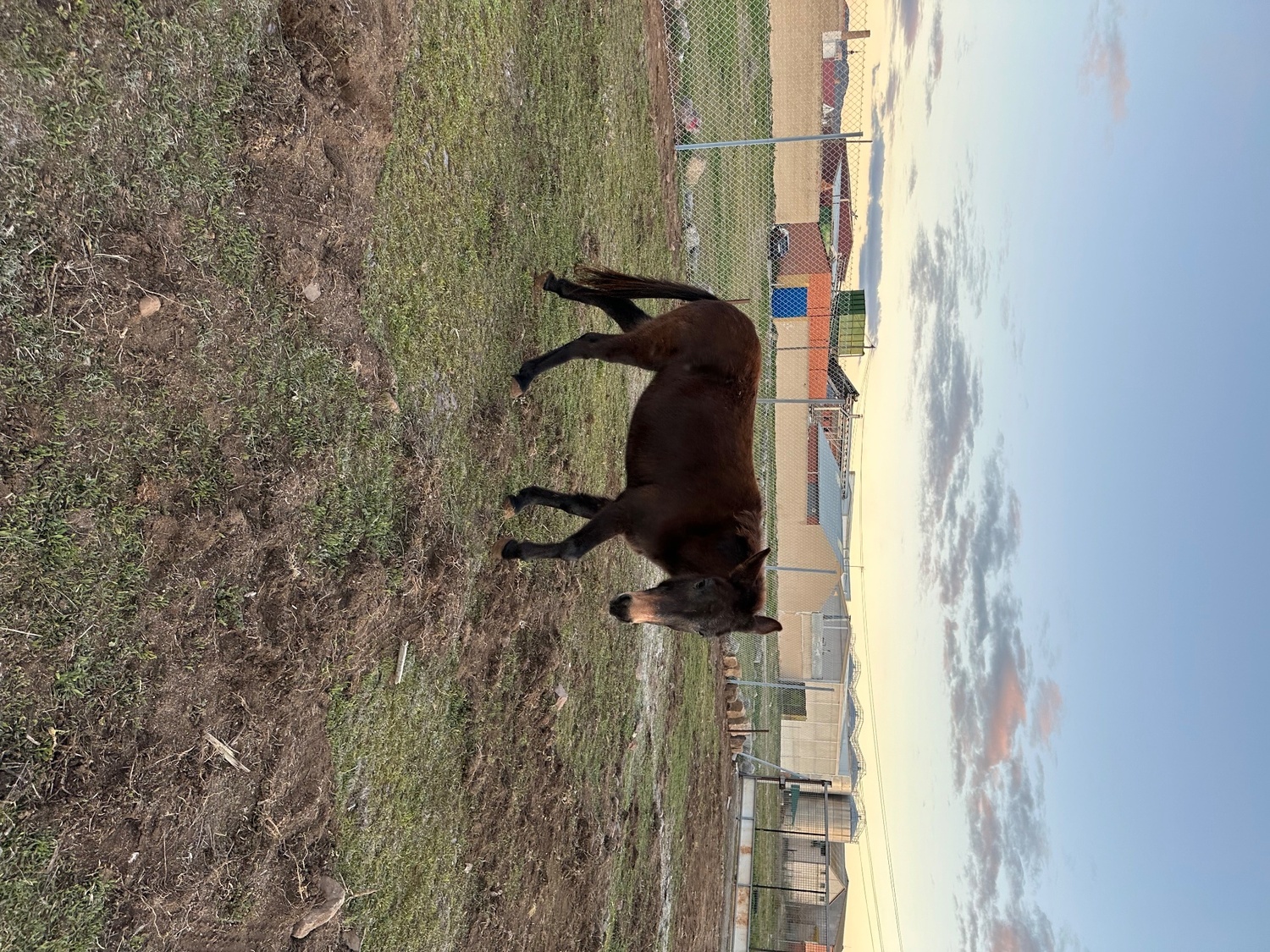 Burros - Se vende mula in 