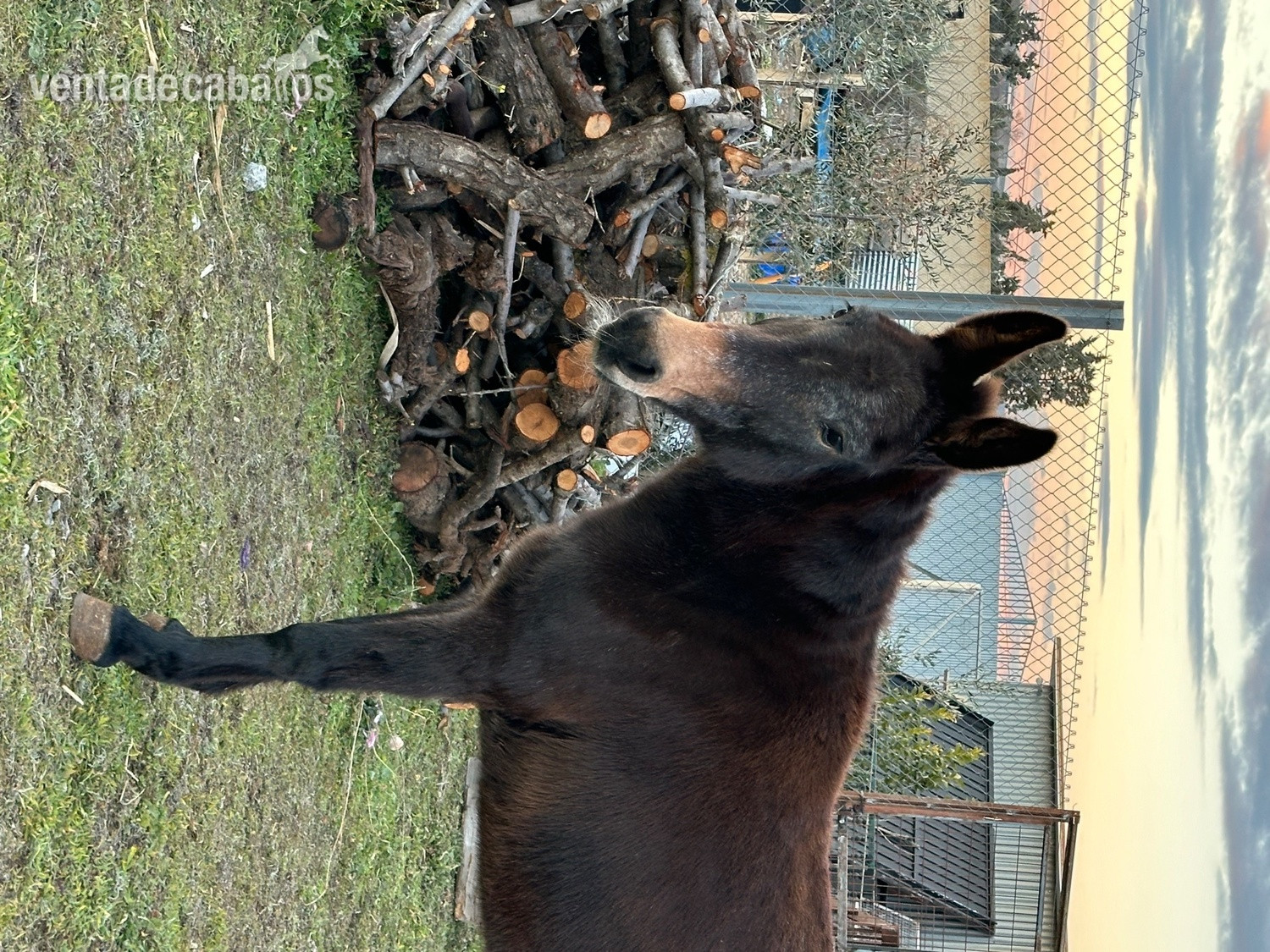 Burros - Se vende mula