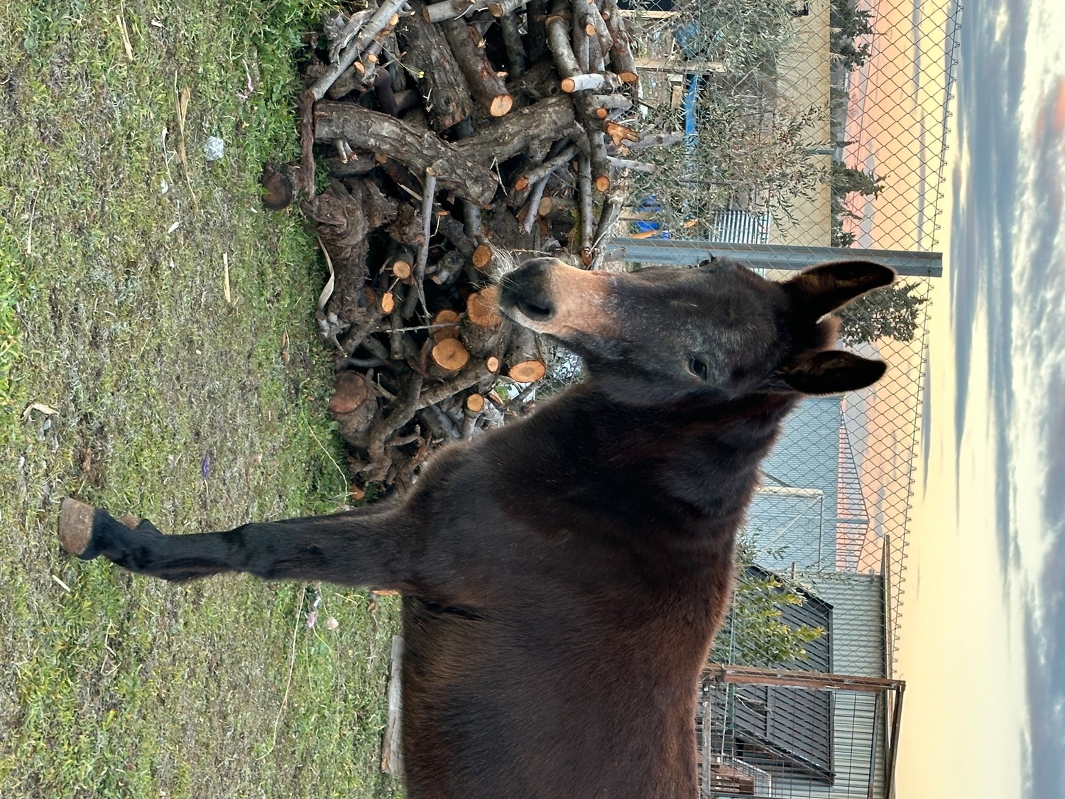 Burros - Se vende mula