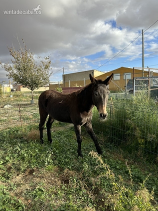 Burros EMPTY - Se vende mula