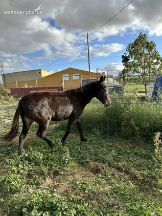 Se vende mula - Burros EMPTY
