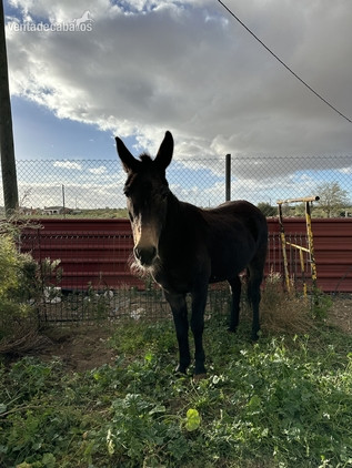 Se vende mula - Burros