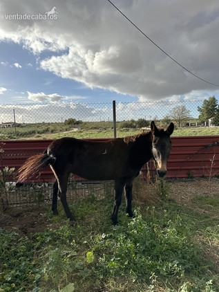Se vende mula