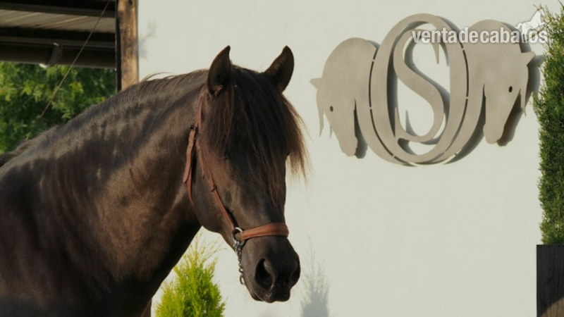 Se vende caballo PRE  in 