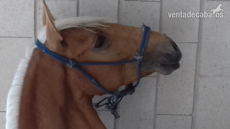 Lusitano