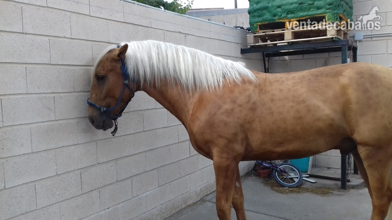 Lusitano {TYPE}