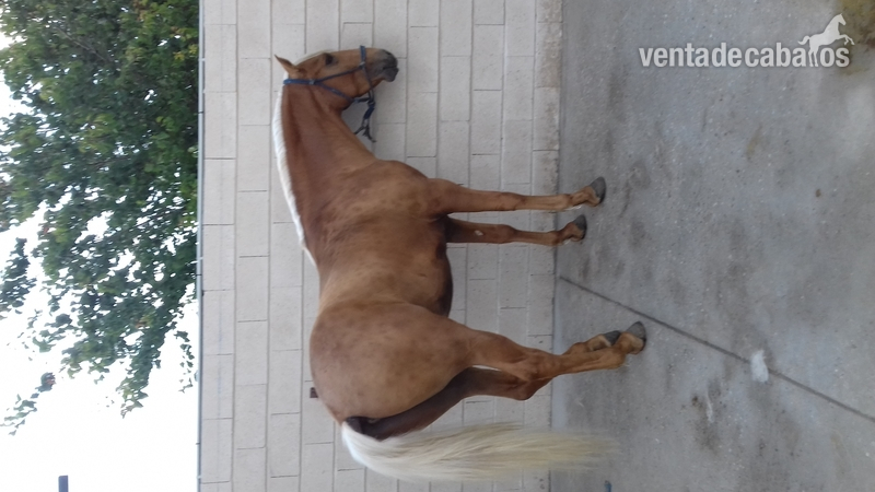 Caballos Enteros Lusitano - Potro Lusitano Perla
