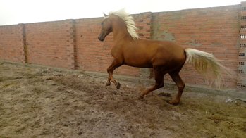 Potro Lusitano Perla
