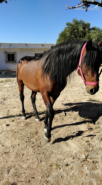 THOR en venta. 6 años. Entero. Doma in 