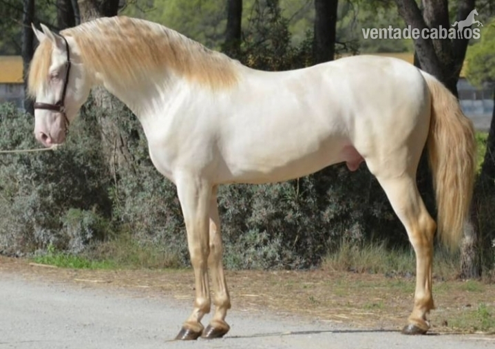 Se vende hermoso semental perlino in 