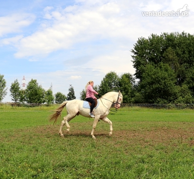 Caballos Pura Raza Española (P.R.E.) Pura Raza Española - Se vende hermoso semental perlino