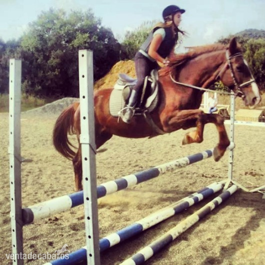 BUSCO PONY D in 