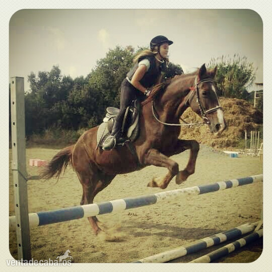 Caballo de Deporte Español (CDE)
