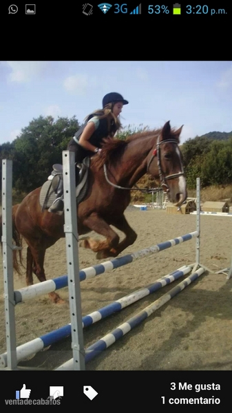 Caballo de Deporte Español (CDE) {TYPE}