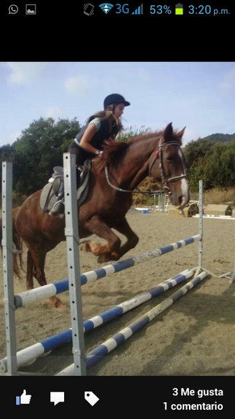 Caballo de Deporte Español (CDE) {TYPE}